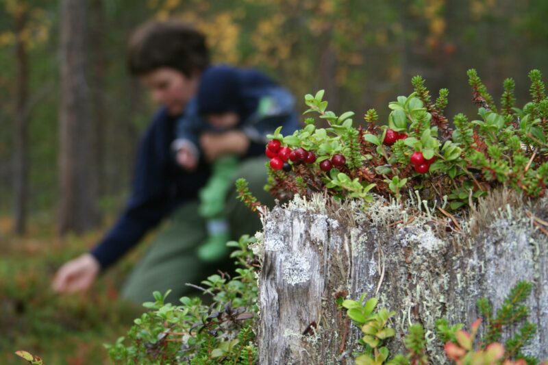 Puolukanvarpuja metsässä taustalla marjojen poimija