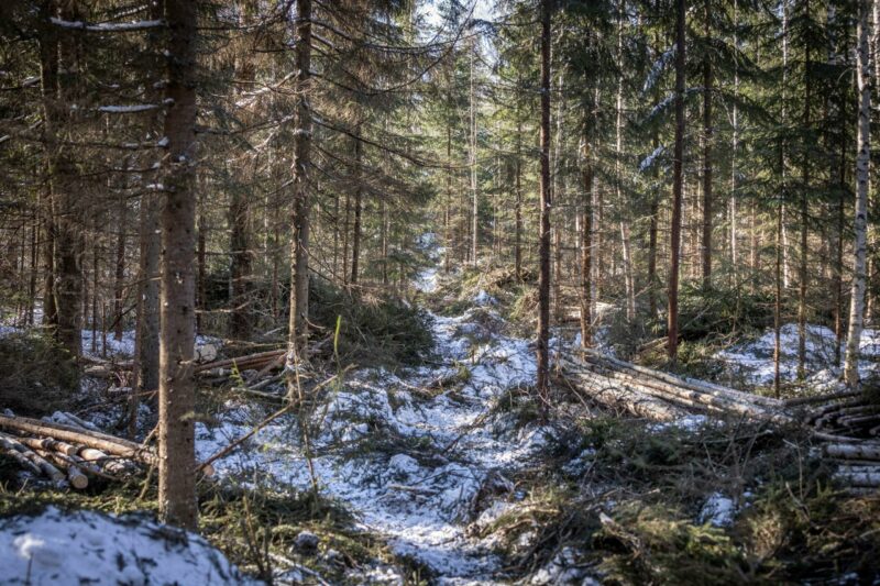 nuoren metsän harvennushakkuita